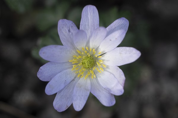 Grecian windflower (Anemone blanda), Speyer, Rhineland-Palatinate, Germany, Europe