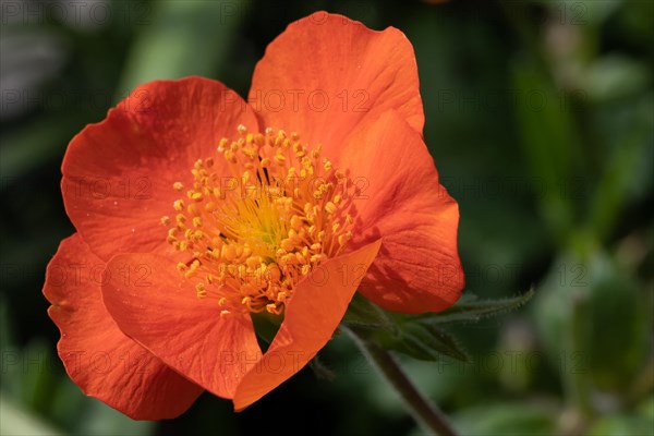 Close-up of a bright orange-coloured flower with many stamens