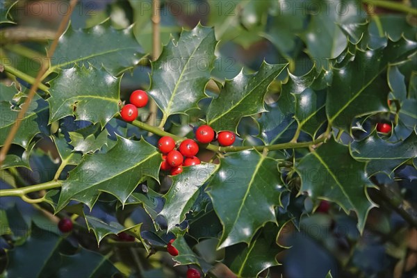 Holly (Ilex aquifolium), March, Germany, Europe