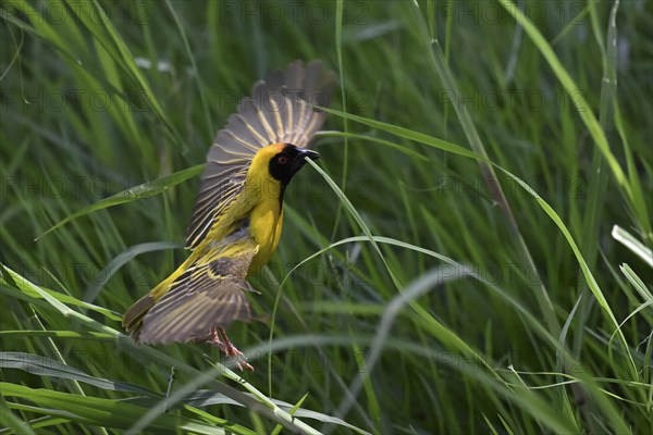 Southern masked weaver (Ploceus velatus) collecting nesting material, Madikwe Game Reserve, North West Province, South Africa, RSA, Africa