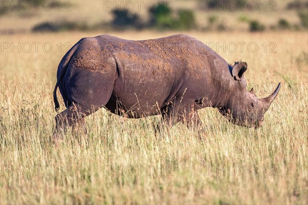 Black rhinoceros (Diceros bicornis) walking on the african savanna, Maasai Mara, Kenya, Africa