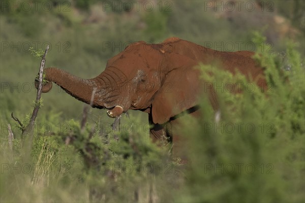 African elephant (Loxodonta africana) Madikwe Game Reserve, North West Province, South Africa, RSA, Africa