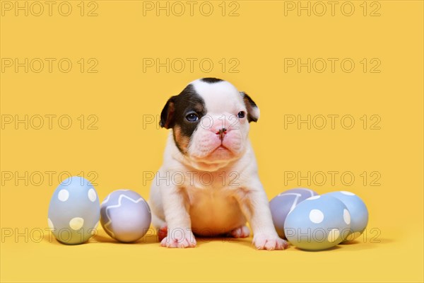 Young French Bulldog dog puppy with purple Easter eggs on yellow background