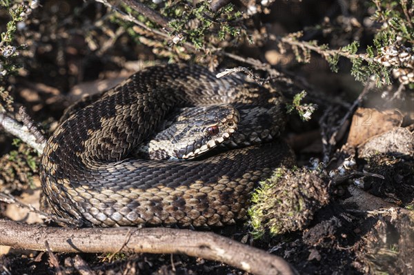 Common european viper (Vipera berus), Emsland, Lower Saxony, Germany, Europe