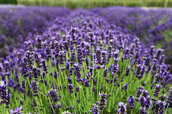 Lavender (Lavandula), lavender field on a farm, close-up, Cotswolds Lavender, Snowshill, Broadway, Gloucestershire, England, Great Britain