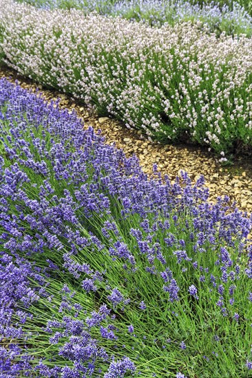 Lavender (Lavandula), lavender field on a farm, different varieties, blue and white, Cotswolds Lavender, Snowshill, Broadway, Gloucestershire, England, Great Britain