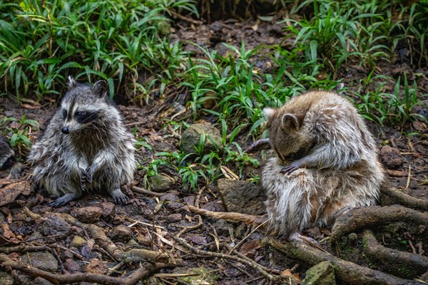 Raccoon in natural environment, close-up, portrait of the animal on Guadeloupe au Parc des Mamelles, in the Caribbean. French Antilles, France, Europe