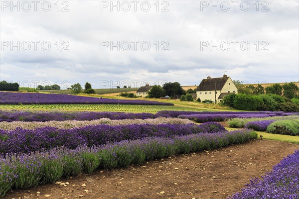 Lavender (Lavandula), lavender field on a farm, different varieties, Cotswolds Lavender, Snowshill, Broadway, Gloucestershire, England, Great Britain
