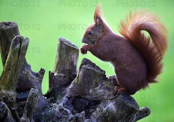 Squirrel, Sciurus eats a hazelnut, (Corylus avellana)