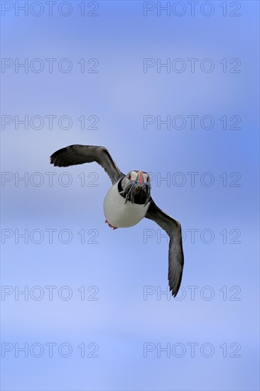 Puffin (Fratercula arctica), adult, flying, with sand eels, with food, Faroe Islands, England, Great Britain, Europe