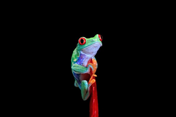 Red-eyed tree frog (Agalychnis callidryas), adult, on bromeliad, captive, Central America