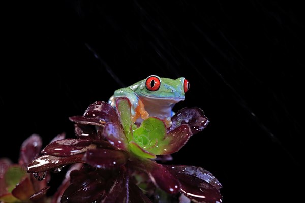 Red-eyed tree frog (Agalychnis callidryas), adult, on aeonium, captive, Central America