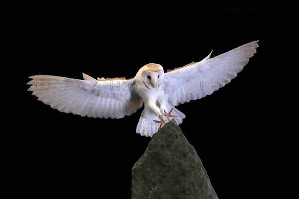 Barn owl, (Tyto alba), adult, flying, landing, on rocks, at night, Lowick, Northumberland, England, Great Britain