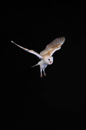 Barn Owl, (Tyto alba), adult, flying, at night, Lowick, Northumberland, England, Great Britain