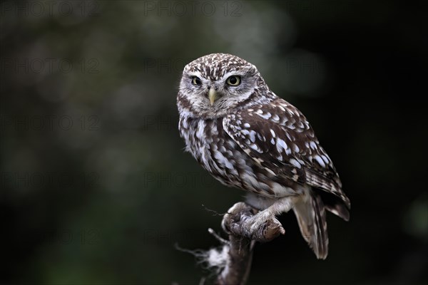 Little owl (Athene noctua), (Tyto alba), adult, perch, Lowick, Northumberland, England, Great Britain