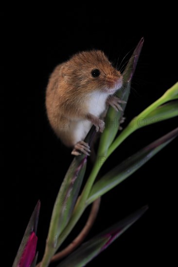 Eurasian harvest mouse (Micromys minutus), adult, on plant stem, flowering, foraging, at night, Scotland, Great Britain