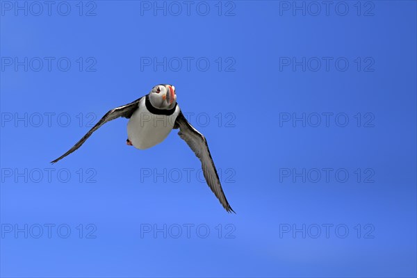 Puffin (Fratercula arctica), adult, flying, Farne Islands, England, Great Britain