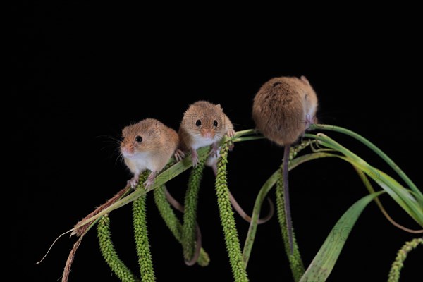 Eurasian harvest mouse (Micromys minutus), adult, three, group, on plant stalks, spikes, foraging, at night, Scotland, Great Britain