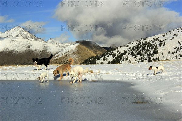 A group of dogs traverse snowy terrain with mountain backdrop and cloudy skies, Amazing Dogs in the Nature
