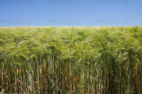 A ripe barley field under an immaculate blue sky