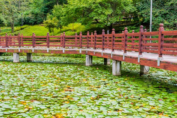 A tranquil wooden walkway crossing over a pond full of green lily pads, in South Korea