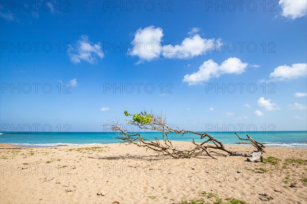 Nature in a special way, a secluded bay with a sandy beach and turquoise blue sea. In the sand lies a fallen tree, pure Caribbean in Pointe Allegre on Basse Terre, Guadeloupe, French Antilles, North America