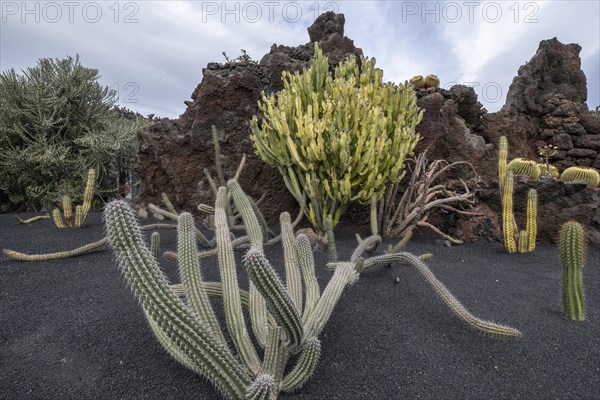 Cacti, Jardin de Cactus, Lanzarote, Canary Islands, Spain, Europe