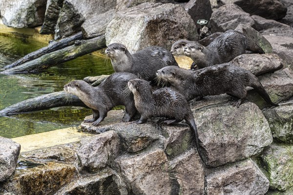 Dwarf otter, Asian oriental small-clawed otter (Aonyx cinerea), Heidelberg Zoo, Baden-Wuerttemberg, Germany, Europe