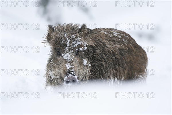 Wild boar, wild boar (Sus scrofa) standing in the snow, Germany, Europe