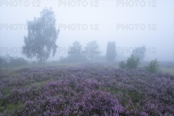 Heath landscape, flowering common heather (Calluna vulgaris), birch (Betula), morning mist, Lueneburg Heath, Lower Saxony, Germany, Europe