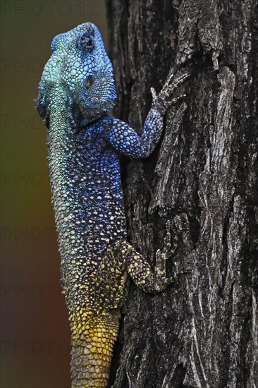 Blue-throated Agama (Acanthocercus atricollis), Madikwe Game Reserve, North West Province, South Africa, RSA, Africa