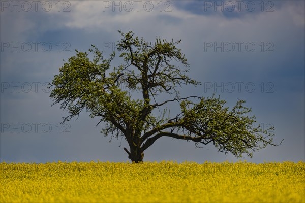 Flowering apple tree (Malus domestica), on the Hoedinger Berg, Hoedingen, Lake Constance district, Upper Swabia, Baden-Wuerttemberg, Germany, Europe