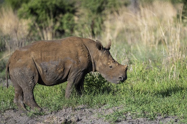 White rhinoceros (Ceratotherium simum) juvenile approx. 1 year old, Madikwe Game Reserve, North West Province, South Africa, RSA, Africa