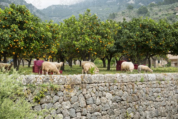 Citrus plantation and old stone wall, Fornalutx, Serra de Tramuntana, Majorca, Balearic Islands, Spain, Europe