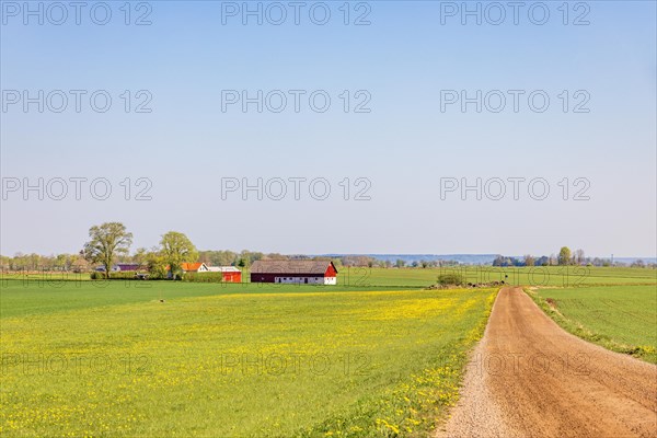 Long straight dirt road in the countryside towards the horizon with a farm on a flowering dandelion field at springtime, Sweden, Europe