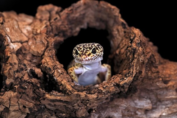 Leopard gecko (Eublepharis macularius), adult, portrait, looks out of burrow, captive