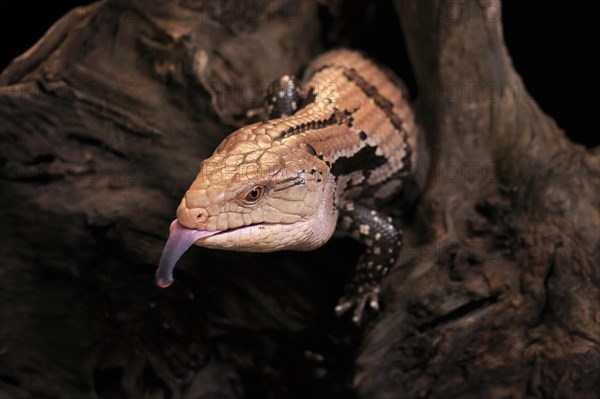 Indonesian blue-tongued skink (Tiliqua gigas), adult, portrait, on tree, captive, tongues, Indonesia, Asia