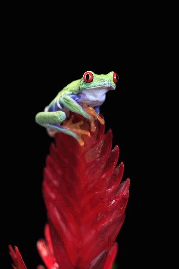 Red-eyed tree frog (Agalychnis callidryas), adult, on bromeliad, captive, Central America