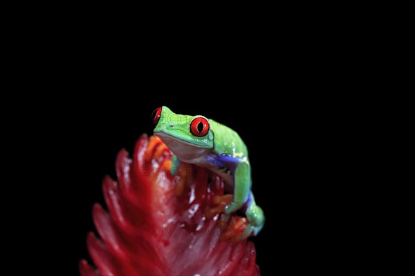 Red-eyed tree frog (Agalychnis callidryas), adult, on bromeliad, captive, Central America