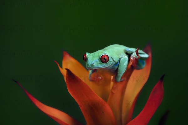 Red-eyed tree frog (Agalychnis callidryas), adult, on bromeliad, captive, Central America