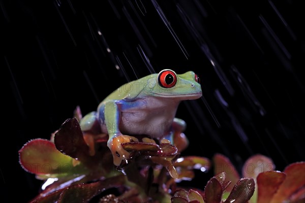 Red-eyed tree frog (Agalychnis callidryas), adult, on eonium, in the rain, captive, Central America