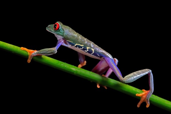 Red-eyed tree frog (Agalychnis callidryas), adult, on green stem, Aeonium, captive, Central America