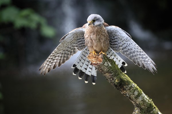 Common kestrel (Falco tinnunculus), adult, male, perch, spreading wings, Scotland, Great Britain