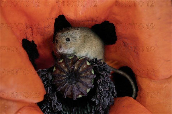 Common harvest mouse, (Micromys minutus), adult, on corn poppy, flower, foraging, at night, Scotland, Great Britain