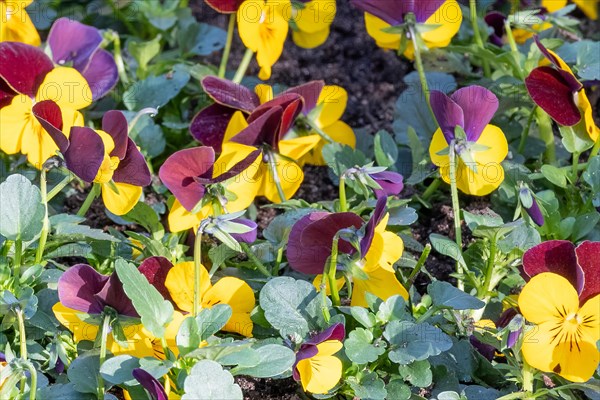 Colourful red-purple pansies with yellow centres surrounded by green