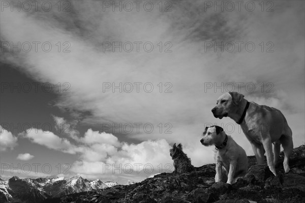 Two dogs sitting on a rocky ledge against a mountainous backdrop in monochrome, Amazing Dogs in the Nature