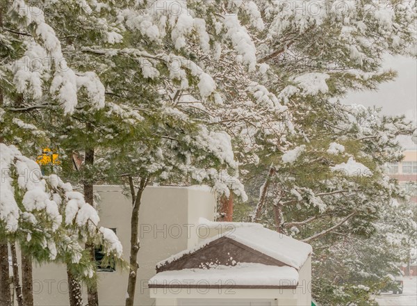 Snow-covered pine trees with apartment buildings in the background on a winter day, in South Korea