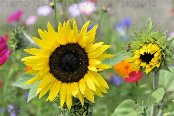 A sunflower (Helianthus annuus), with bright yellow petals and a bee approaching, Stuttgart, Baden-Wuerttemberg, Germany, Europe