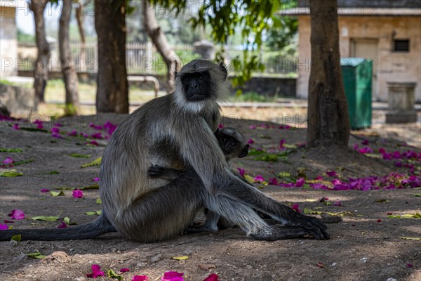 Monkeys in the Jami mosque, Unesco site Champaner-Pavagadh Archaeological Park, Gujarat, India, Asia