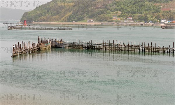 V-shaped bamboo trap set up in a fan shape used to catch fish in Namhae, South Korea, Asia